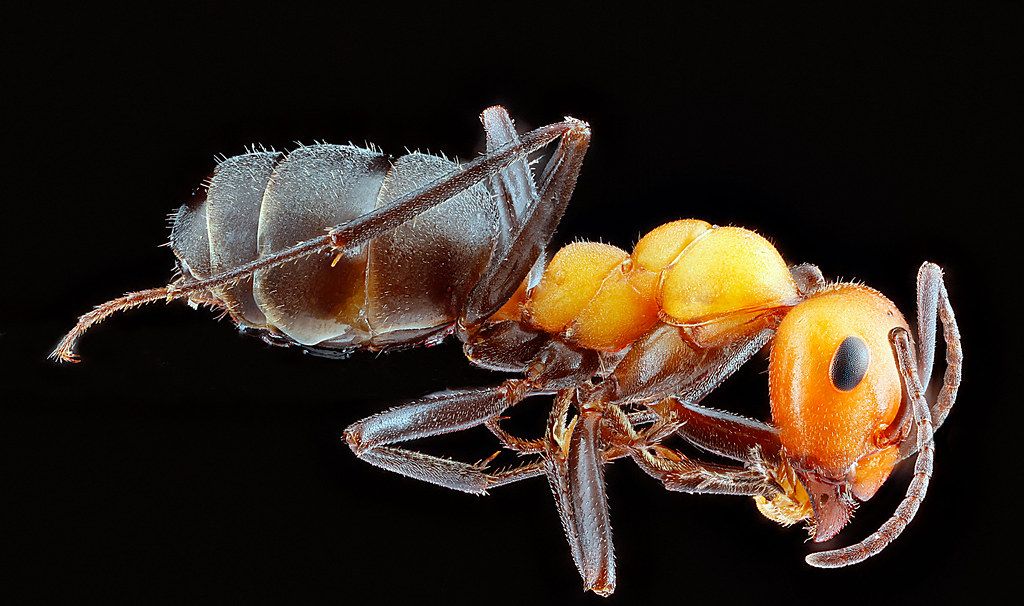 Ant Control service in Ceres, CA