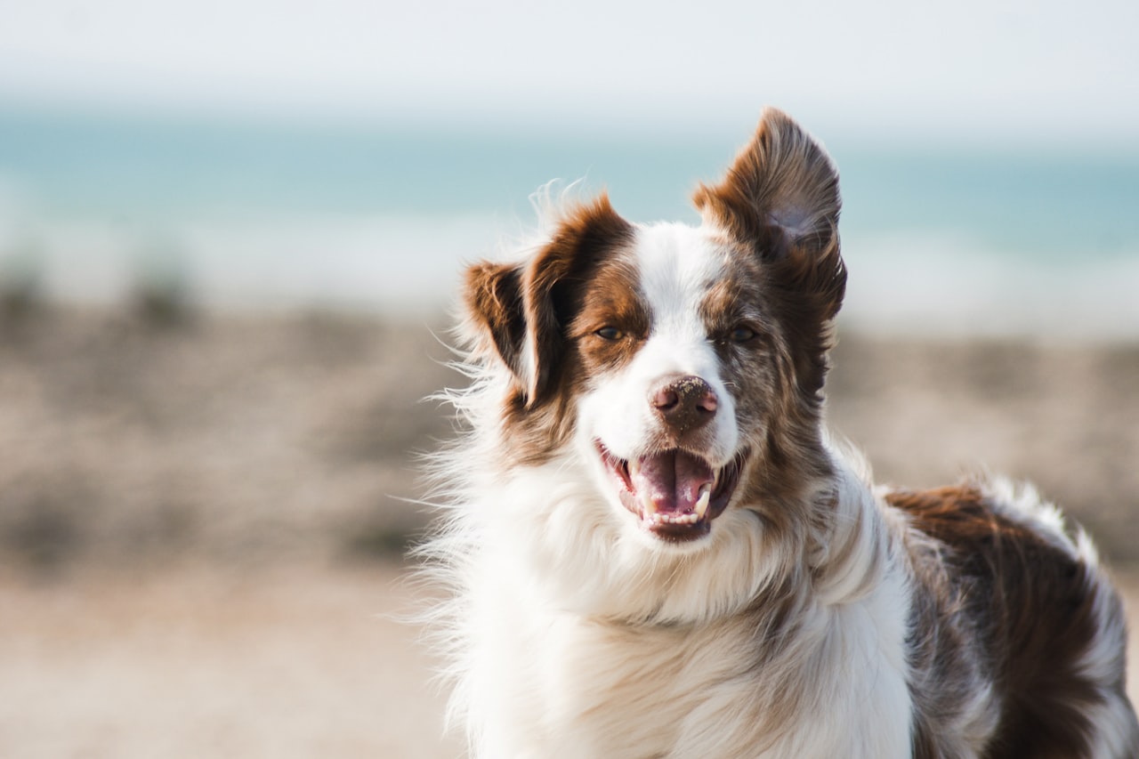 Flea & Tick Control service in Ceres, CA
