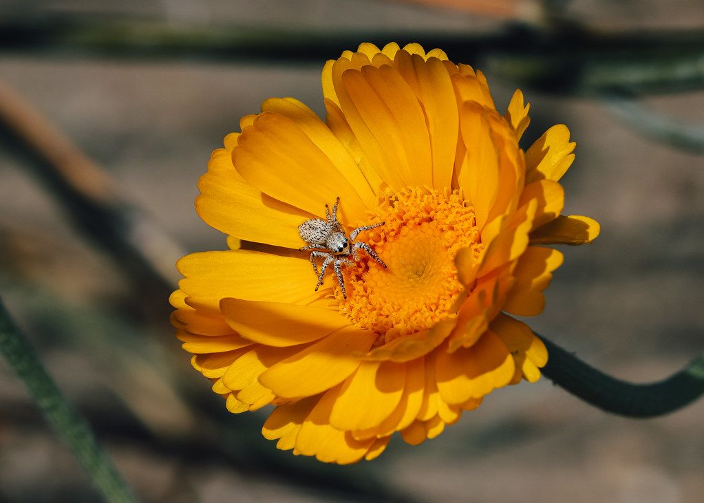 Spider Control service in Ceres, CA